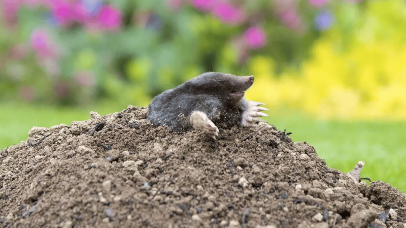 Кроти підуть з городу назавжди: безкоштовний засіб, що працює