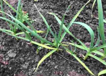 Часник миттєво позеленіє: просте підживлення для холодної весни