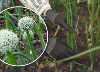 Чим обробити цибулю, щоб не пішла в стрілки: надійний засіб