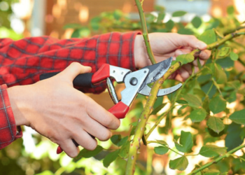 Ці рослини потребують обрізки у квітні: пишно цвістимуть увесь сезон