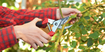 Ці рослини потребують обрізки у квітні: пишно цвістимуть увесь сезон