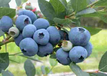 Щоб лохина була солодка: яке добриво потрібне кущам щомісяця