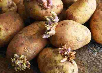 Такого урожаю ще не було: як правильно проростити картоплю перед висадкою