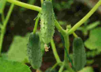 Найкращі самозапильні огірки: які сорти справді варті уваги городників