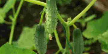 Найкращі самозапильні огірки: які сорти справді варті уваги городників