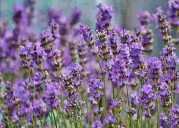 Лаванда не зацвіте: що не можна робити з кущами у квітні