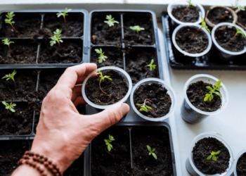 Як виростити розсаду томатів, перцю та капусти: два прості методи