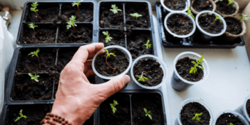 Як виростити розсаду томатів, перцю та капусти: два прості методи