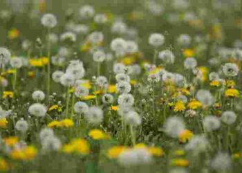 Красиві, але агресивні: як не дати кульбабам захопити увесь газон