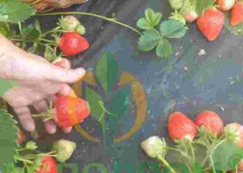 Секрет ранньої полуниці: коли ідеальний час для посадки навесні