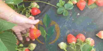 Секрет ранньої полуниці: коли ідеальний час для посадки навесні