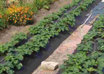 Заморозки не створять проблем: як захистити полуницю ще до початку цвітіння