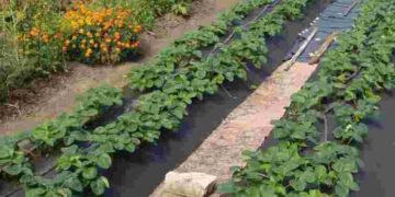 Заморозки не створять проблем: як захистити полуницю ще до початку цвітіння