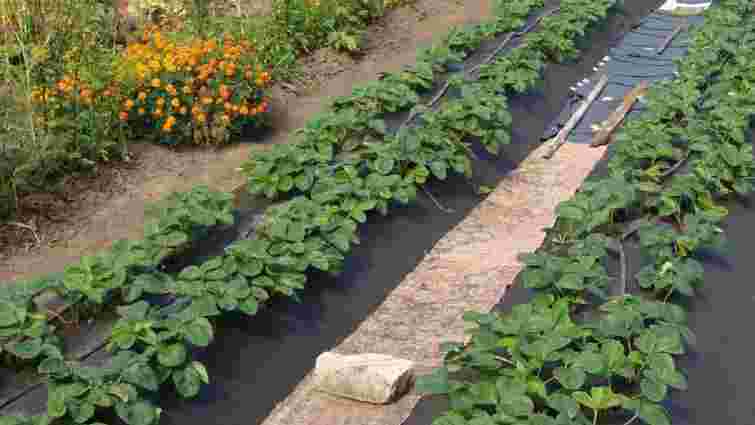 Заморозки не створять проблем: як захистити полуницю ще до початку цвітіння