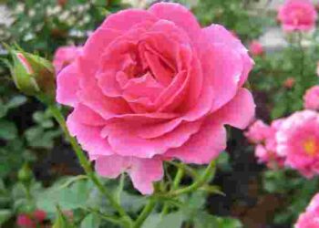 Одна ранкова звичка врятує ваші троянди від хвороб: як поливати кущі правильно