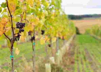 Виноград для новачків: 9 перевірених витривалих сортів, які варто посадити