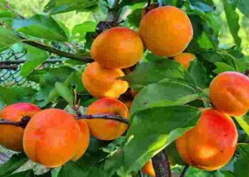 Абрикоси без ризику: 5 найкращих сортів, що не страждають від приморозків