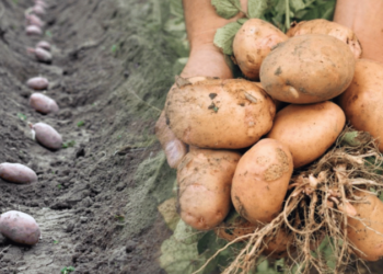 Посадіть ці сорти картоплі у квітні 2026: холодостійкі й врожайні