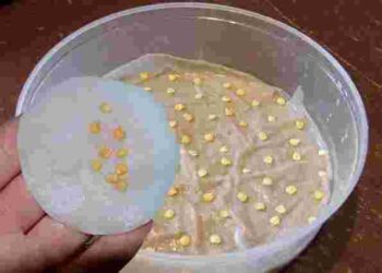 Як отримати міцні сходи: правильне замочування насіння крок за кроком