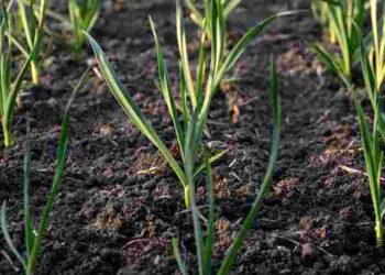 Часник жовтіє навесні: чотири головні причини і швидкі способи порятунку врожаю