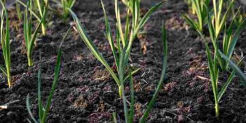 Часник жовтіє навесні: чотири головні причини і швидкі способи порятунку врожаю