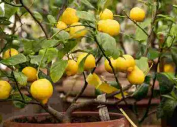 Найпоширеніша помилка новачків: чи справді виросте лимон із листка