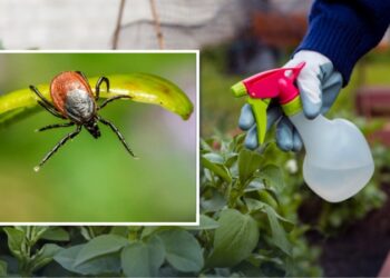 Як захистити ділянку від кліщів: прості правила і доступні засоби
