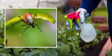 Як захистити ділянку від кліщів: прості правила і доступні засоби