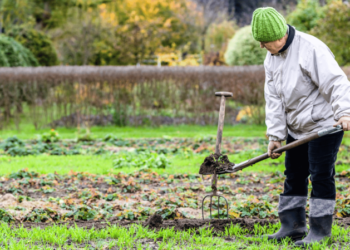 Зробіть це на городі до Страсної п’ятниці: зберете щедрий врожай