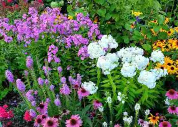 Можуть вас розчарувати: 10 рослин, які не варто вирощувати з насіння