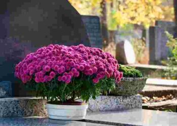 Витримають і спеку, і мороз: які квіти найкраще посадити на кладовищі