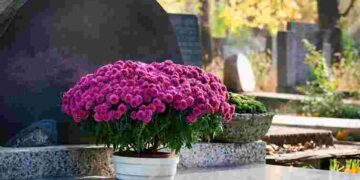Витримають і спеку, і мороз: які квіти найкраще посадити на кладовищі