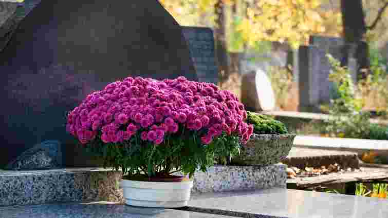 Витримають і спеку, і мороз: які квіти найкраще посадити на кладовищі