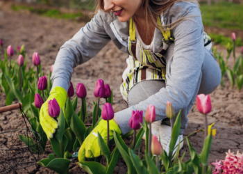 Зробіть це з тюльпанами навесні: секрет розкішних квітів на клумбі