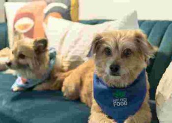 Без складних засобів: що зробити, щоб позбутися запаху тварин у домі