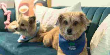 Без складних засобів: що зробити, щоб позбутися запаху тварин у домі