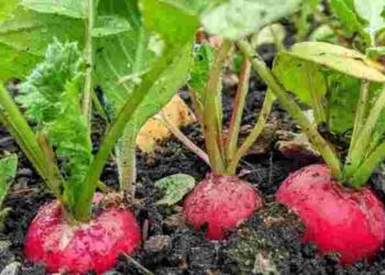 Невдалий сорт чи полив: чому редис гірчить і має порожнини