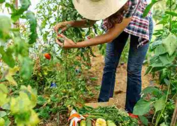 Не поспішайте садити: коли після Великодня земля справді готова до роботи