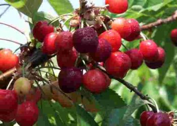 Соковиті ягоди гарантовано: чим слід підживити вишню та черешню навесні