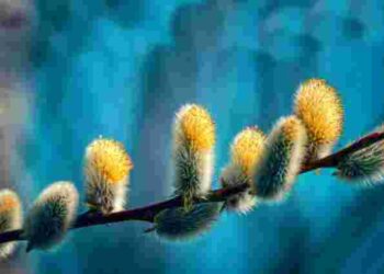 Головна таємниця символу: чому українці святять саме гілки верби