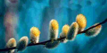 Головна таємниця символу: чому українці святять саме гілки верби