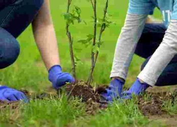 Саджанці не приживуться: три головні помилки, які допускав кожен під час посадки