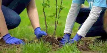 Саджанці не приживуться: три головні помилки, які допускав кожен під час посадки