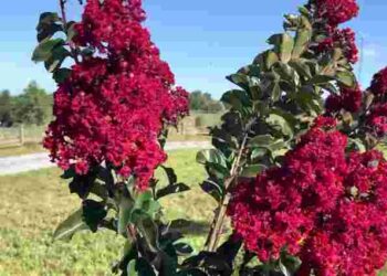 Ідеальна альтернатива гортензії: яка квітка проста в догляді й не боїться спеки