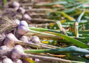 Саме зараз можна вплинути на розмір і якість головок: чим підживити часник у квітні