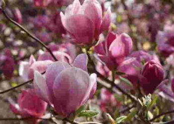 Прикрасить будь-який сад: коли найкраще садити магнолію і де саме