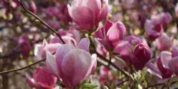 Прикрасить будь-який сад: коли найкраще садити магнолію і де саме