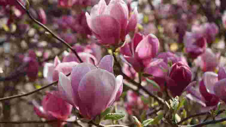 Прикрасить будь-який сад: коли найкраще садити магнолію і де саме