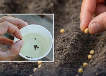 Не замочуйте це насіння перед посівом: помилка, що знижує урожай