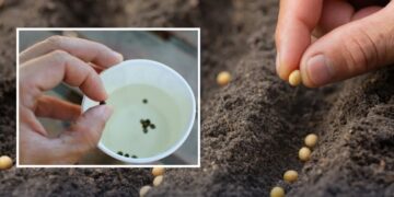Не замочуйте це насіння перед посівом: помилка, що знижує урожай